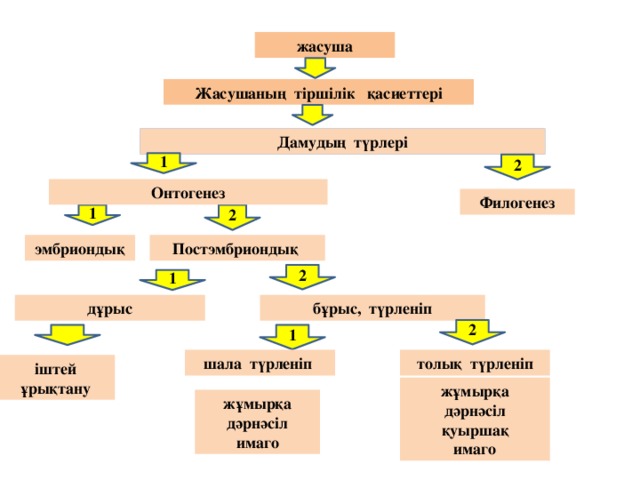 Онтогенез сатылары презентация