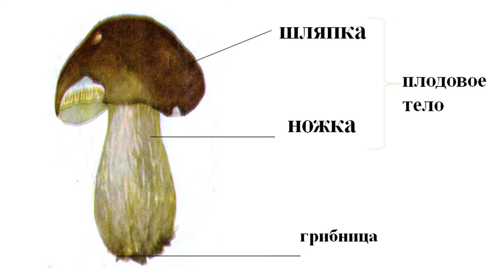Из чего состоит белый гриб. Грибы части шляпочного гриба. Из каких частей состоит гриб. Части гриба схема. Картинка из чего состоит гриб.