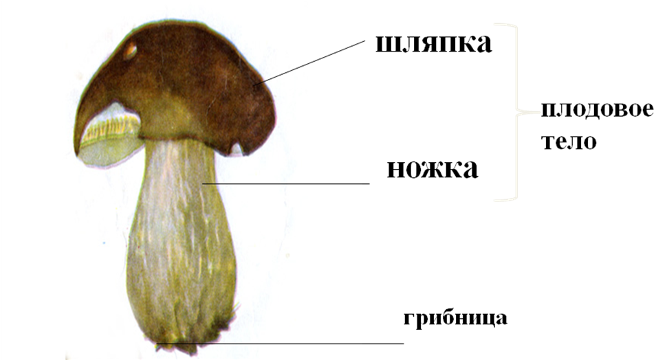 Подпиши части гриба 3 класс