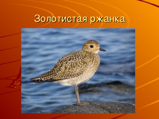 Золотистая ржанка 