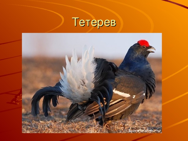 Тетерев 