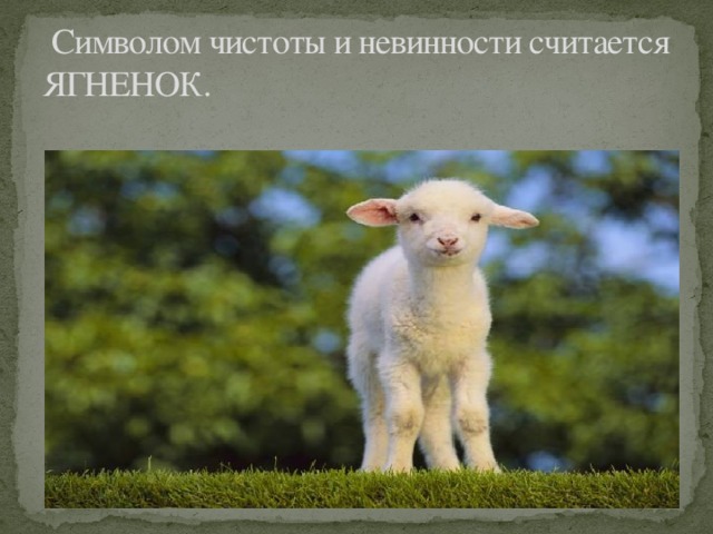  Символом чистоты и невинности считается ЯГНЕНОК. 