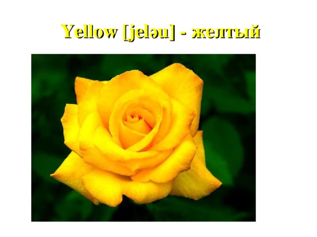 Yellow [jel ә u] - желтый 