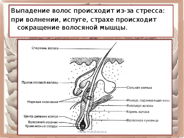 Где расположены корни волос потовые и сальные. Волосяная мышца. Рецепторы сальной железы. Протоки сальных желез схематично. У птиц есть сальные и потовые железы.