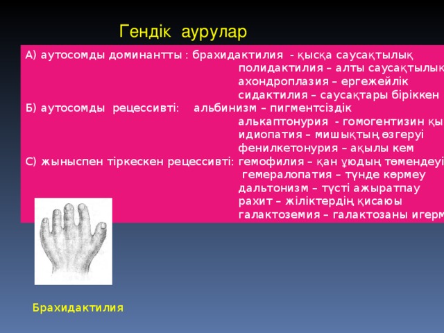 Гендік аурулар А) аутосомды доминантты : брахидактилия - қысқа саусақтылық  полидактилия – алты саусақтылық  ахондроплазия – ергежейлік  сидактилия – саусақтары біріккен Б) аутосомды рецессивті: альбинизм – пигментсіздік  алькаптонурия - гомогентизин қышқылы көп  идиопатия – мишықтың өзгеруі  фенилкетонурия – ақылы кем С) жыныспен тіркескен рецессивті: гемофилия – қан ұюдың төмендеуі  гемералопатия – түнде көрмеу  дальтонизм – түсті ажыратпау  рахит – жіліктердің қисаюы  галактоземия – галактозаны игермеу Брахидактилия 