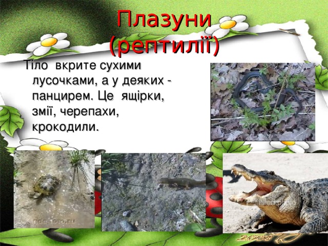  Плазуни  (рептилії)    Тіло вкрите сухими лусочками, а у деяких - панцирем. Це ящірки, змії, черепахи, крокодили. 