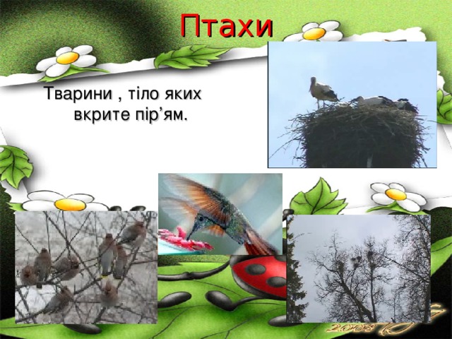 Птахи   Тварини , тіло яких вкрите пір’ям. 