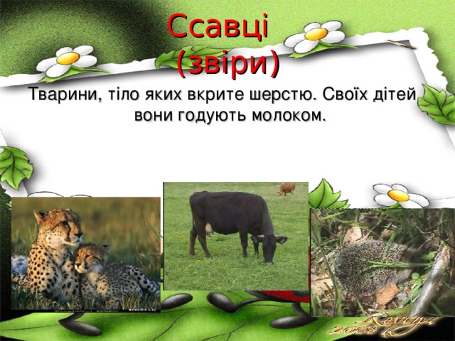  Ссавці  (звіри)   Тварини, тіло яких вкрите шерстю. Своїх дітей вони годують молоком. 