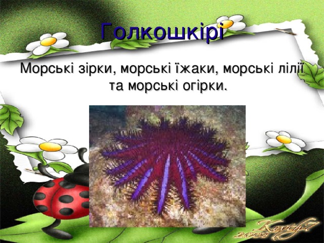Голкошкірі Морські зірки, морські їжаки, морські лілії та морські огірки. 