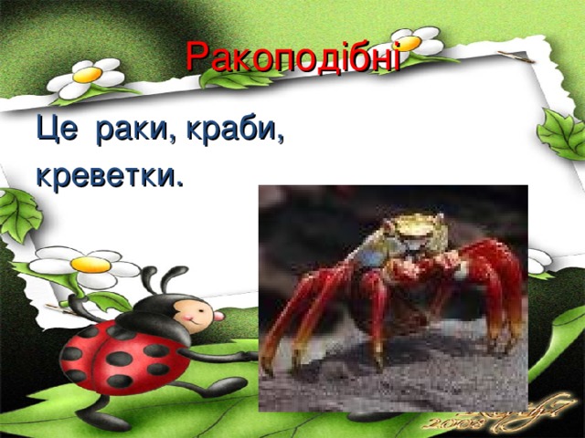 Ракоподібні Це раки, краби, креветки. 