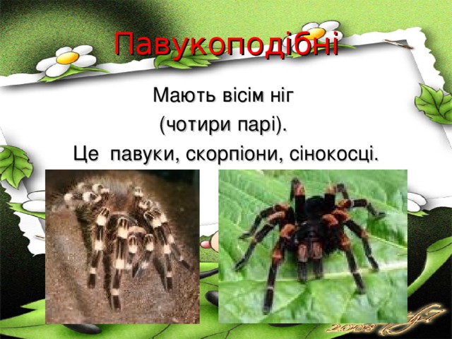 Павукоподібні Мають вісім ніг (чотири парі). Це павуки, скорпіони, сінокосці. 