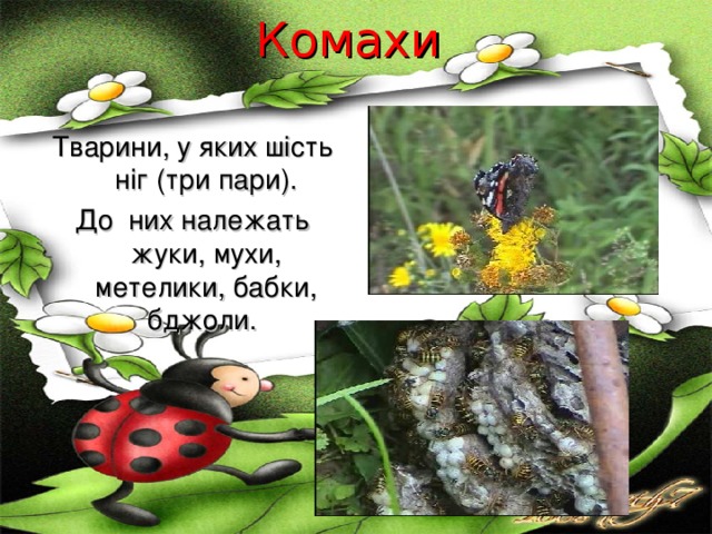 Комахи   Тварини, у яких шість ніг (три пари). До них належать жуки, мухи, метелики, бабки, бджоли. 