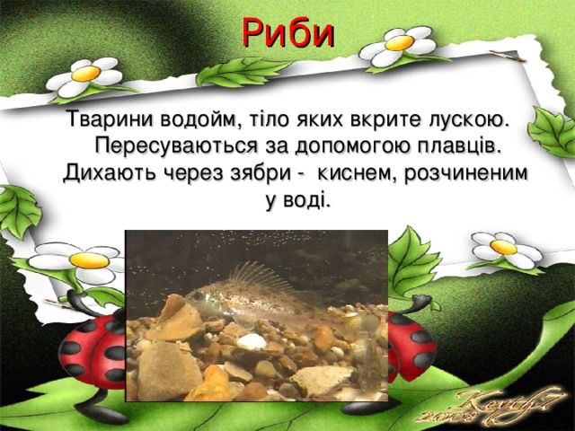 Риби   Тварини водойм, тіло яких вкрите лускою. Пересуваються за допомогою плавців. Дихають через зябри - киснем, розчиненим у воді. 