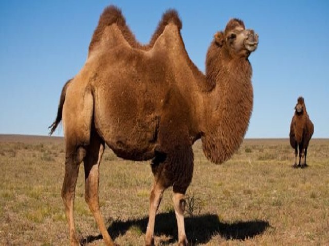 (Верблюд) 