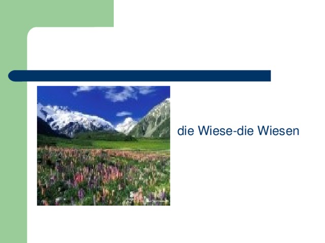  die Wiese-die Wiesen 