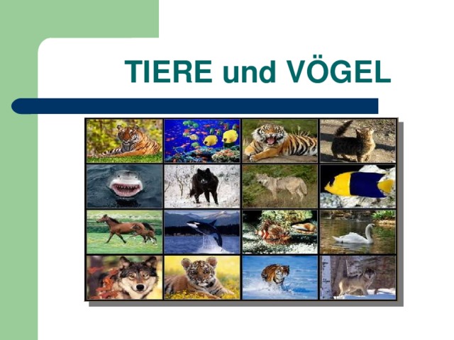  TIERE und VÖGEL 