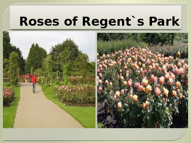 Roses of Regent`s Park 