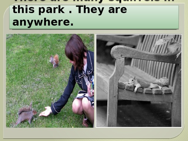There are many squirrels in this park . They are anywhere. 