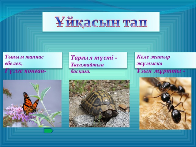 Тыным таппас ебелек, Гүлге қонған- Тарғыл түсті - Ұқсамайтын басқаға. Келе жатыр жұмысқа Ұзын мұртты -