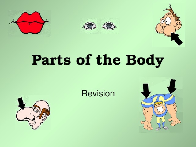Parts of the Body Revision 