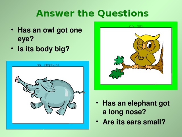 Answer the Questions Has an owl got one eye? Is its body big? Has an elephant got a long nose? Are its ears small? 