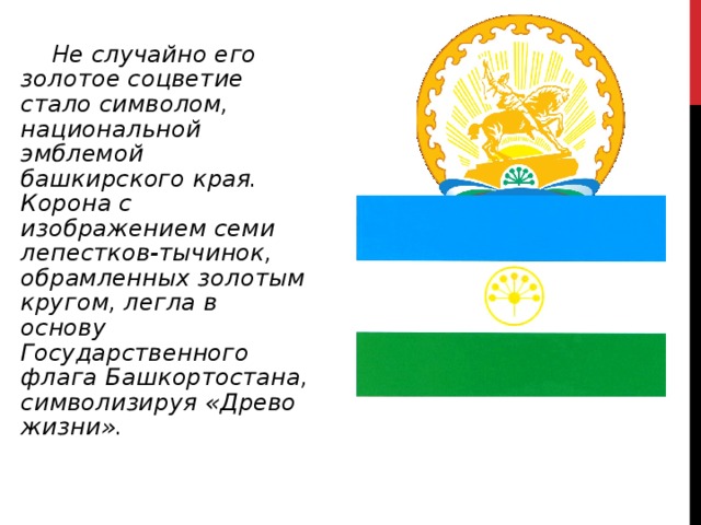  Не случайно его золотое соцветие стало символом, национальной эмблемой башкирского края. Корона с изображением семи лепестков-тычинок, обрамленных золотым кругом, легла в основу Государственного флага Башкортостана, символизируя «Древо жизни».  