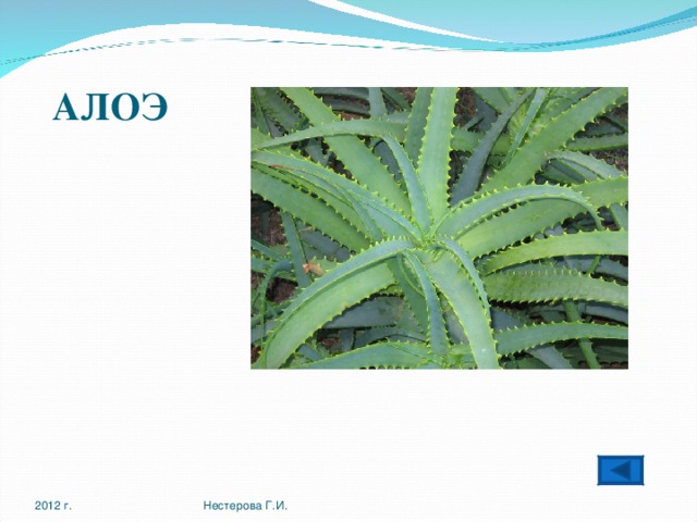 АЛОЭ 2012 г. Нестерова Г.И. 