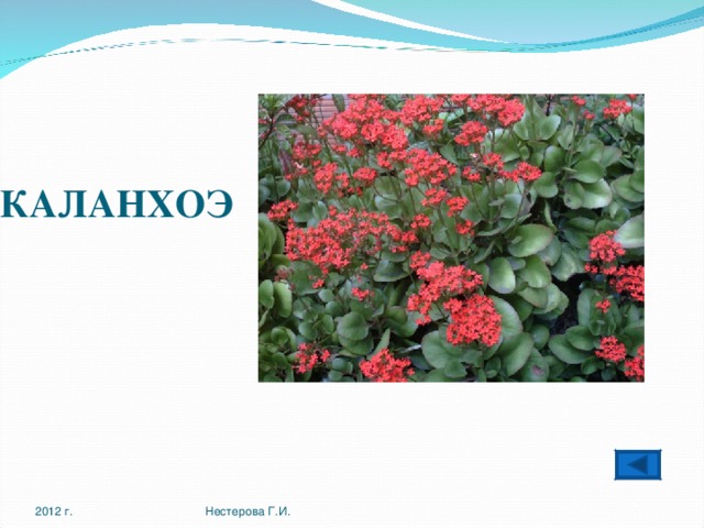 КАЛАНХОЭ   2012 г. Нестерова Г.И. 