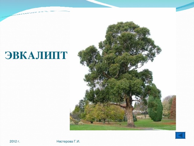 ЭВКАЛИПТ   2012 г. Нестерова Г.И. 