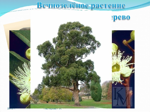 2012 г. Нестерова Г.И. 16 