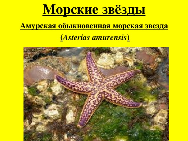 Морские звезды сто интересных фактов архейдж