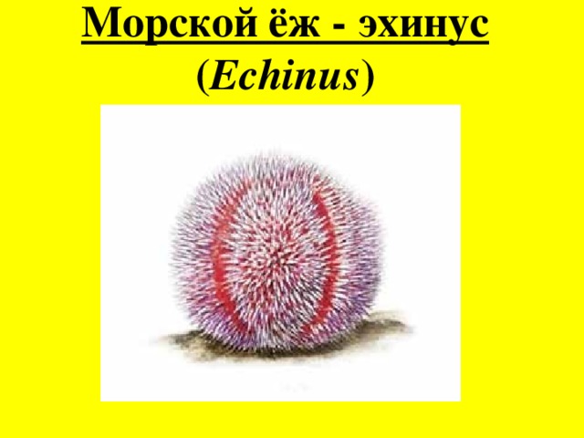 Морской ёж - эхинус ( Echinus ) 
