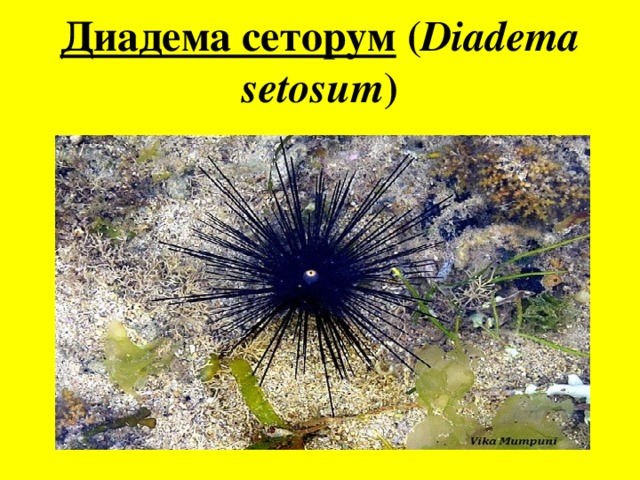 Диадема сеторум ( Diadema setosum ) 