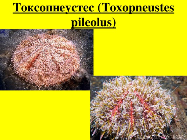 Токсопнеустес ( Toxopneustes pileolus) 