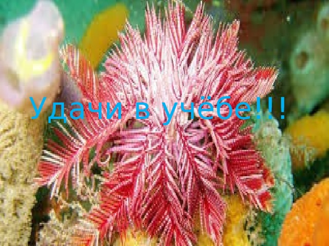 Удачи в учёбе!!! 
