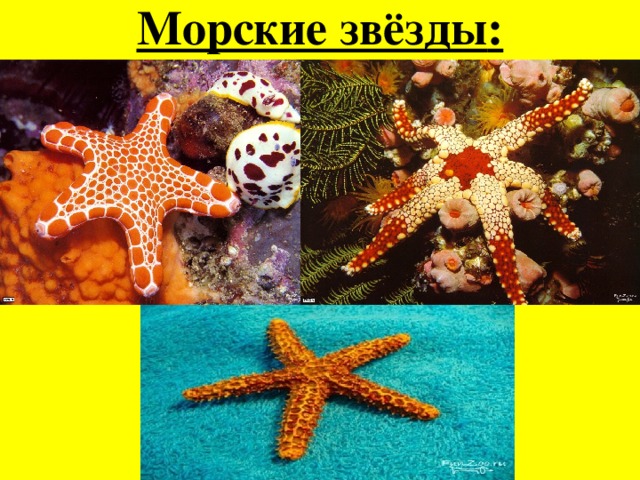 Морские звёзды : 
