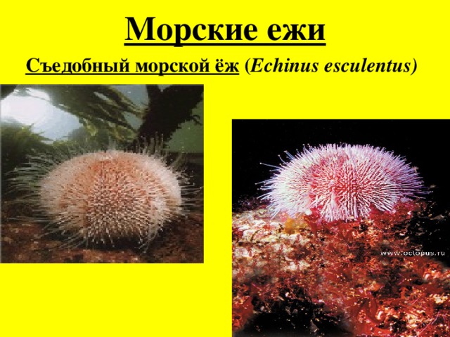 Морские ежи Съедобный морской ёж ( Echinus esculentus)   