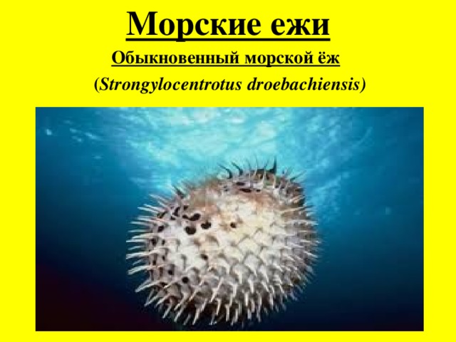 Морские ежи Обыкновенный морской ёж    ( Strongylocentrotus droebachiensis) 