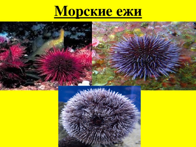 Морские ежи 
