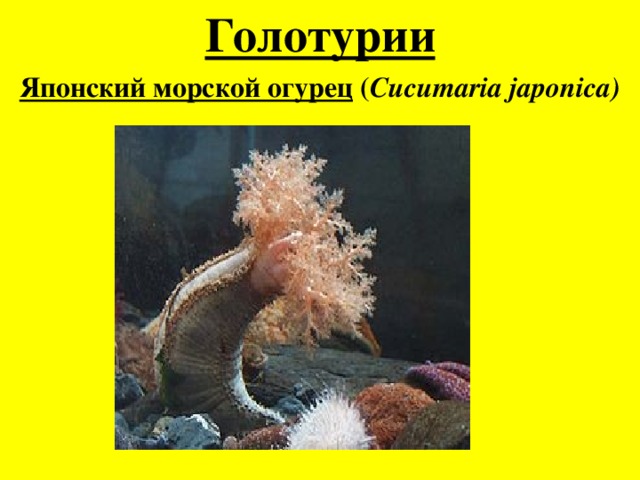 Голотурии Японский морской огурец  ( Cucumaria japonica) 