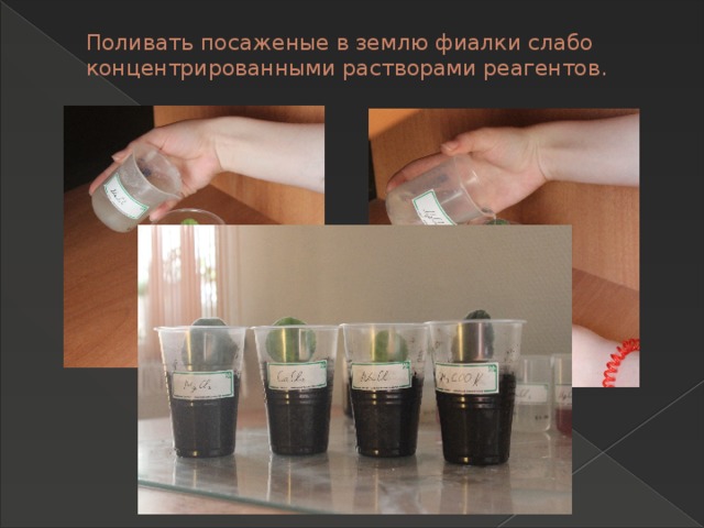 Поливать посаженые в землю фиалки слабо концентрированными растворами реагентов. 