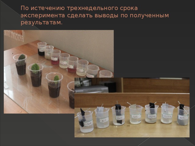 По истечению трехнедельного срока эксперимента сделать выводы по полученным результатам. 