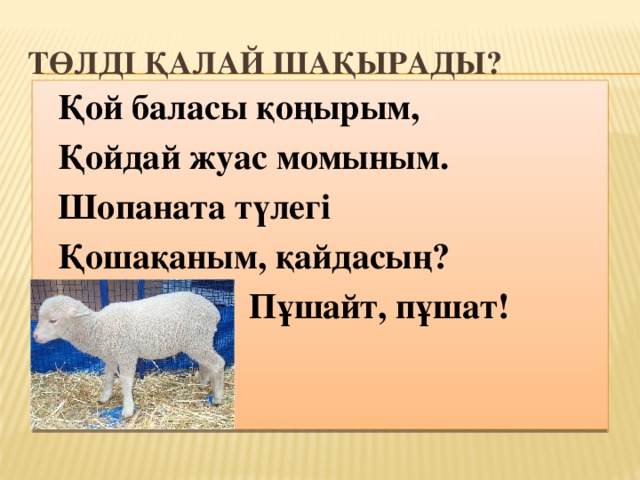 Төлді қалай шақырады? Қой баласы қоңырым, Қойдай жуас момыным. Шопаната түлегі Қошақаным, қайдасың?  Пұшайт, пұшат! 