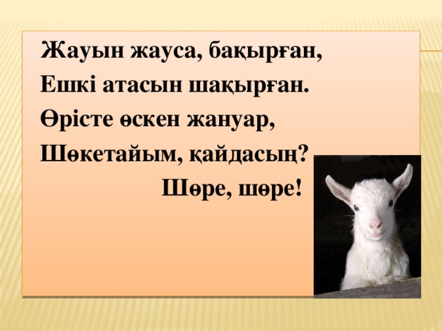 Жауын жауса, бақырған, Ешкі атасын шақырған. Өрісте өскен жануар, Шөкетайым, қайдасың?  Шөре, шөре! 