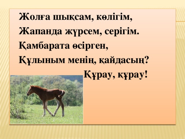 Жолға шықсам, көлігім, Жапанда жүрсем, серігім. Қамбарата өсірген, Құлыным менің, қайдасың? Құрау, құрау! 