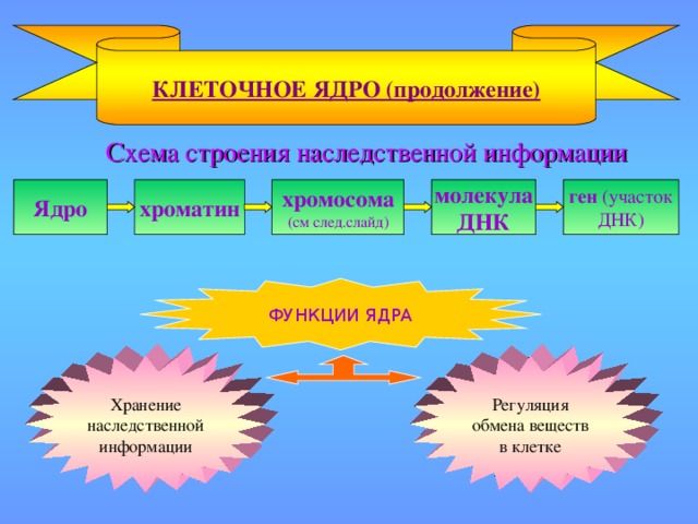 КЛЕТОЧНОЕ ЯДРО (продолжение)  Схема строения наследственной информации Ядро хроматин хромосома (см след.слайд) молекула ДНК ген (участок ДНК) ФУНКЦИИ ЯДРА Хранение наследственной информации Регуляция обмена веществ в клетке
