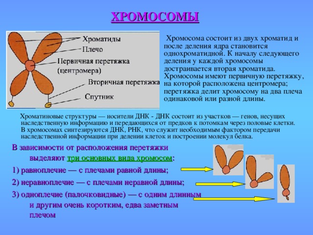 ХРОМОСОМЫ  Хромосома состоит из двух хроматид и после деления ядра становится однохроматидной. К началу следующего деления у каждой хромосомы достраивается вторая хроматида. Хромосомы имеют первичную перетяжку, на которой расположена центромера; перетяжка делит хромосому на два плеча одинаковой или разной длины.   Хроматиновые структуры — носители ДНК - ДНК состоит из участков — генов, несущих наследственную информацию и передающихся от предков к потомкам через половые клетки. В хромосомах синтезируются ДНК, РНК, что служит необходимым фактором передачи наследственной информации при делении клеток и построении молекул белка. В зависимости от расположения перетяжки выделяют три основных вида хромосом : 1) равноплечие — с плечами равной длины; 2) неравноплечие — с плечами неравной длины; 3) одноплечие (палочковидные) — с одним длинным и другим очень коротким, едва заметным плечом