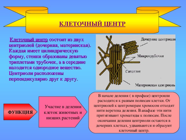 КЛЕТОЧНЫЙ ЦЕНТР  Клеточный центр состоит из двух центриолей (дочерняя, материнская). Каждая имеет цилиндрическую форму, стенки образованы девятью триплетами трубочек, а в середине находится однородное вещество. Центриоли расположены перпендикулярно друг к другу. В начале деления ( в профазе) центроили расходятся к разным полюсам клетки. От центриолей к центромерам хромосом отходят нити веретена деления. В анафазе эти нити притягивают хроматиды к полюсам. После окончания деления центриоли остаются в дочерних клетках, удваиваются и образуют клеточный центр. Участие в делении клеток животных и низших растений ФУНКЦИЯ
