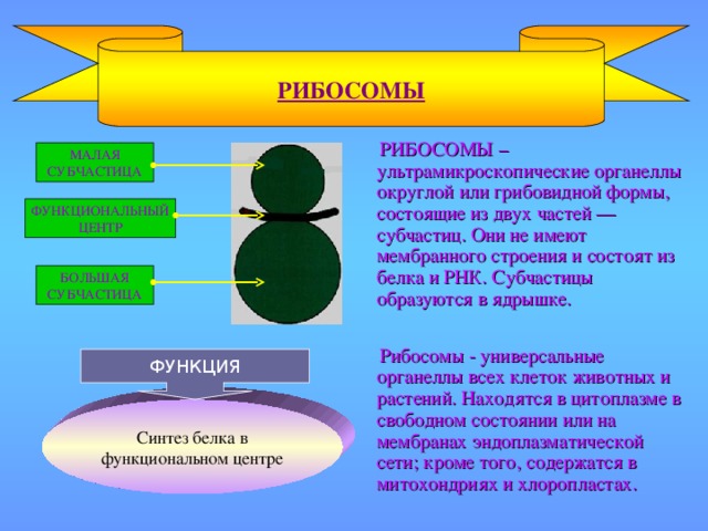 РИБОСОМЫ  РИБОСОМЫ – ультрамикроскопические органеллы округлой или грибовидной формы, состоящие из двух частей — субчастиц. Они не имеют мембранного строения и состоят из белка и РНК. Субчастицы образуются в ядрышке. МАЛАЯ СУБЧАСТИЦА ФУНКЦИОНАЛЬНЫЙ ЦЕНТР БОЛЬШАЯ СУБЧАСТИЦА  Рибосомы - универсальные органеллы всех клеток животных и растений. Находятся в цитоплазме в свободном состоянии или на мембранах эндоплазматической сети; кроме того, содержатся в митохондриях и хлоропластах. ФУНКЦИЯ Синтез белка в функциональном центре