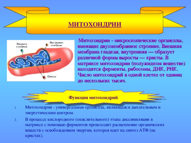 МИТОХОНДРИИ  Митохондрии - микроскопические органеллы, имеющие двухмембранное строение. Внешняя мембрана гладкая, внутренняя — образует различной формы выросты — кристы. В матриксе митохондрии (полужидком веществе) находятся ферменты, рибосомы, ДНК, РНК. Число митохондрий в одной клетке от единиц до нескольких тысяч. Функции  митохондрий